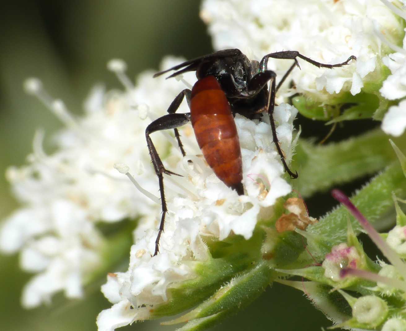 Piccolo Pompilidae dall''addome rosso